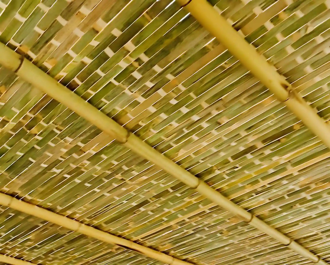 schach for sukkah on sukkah roof supported by bamboo poles